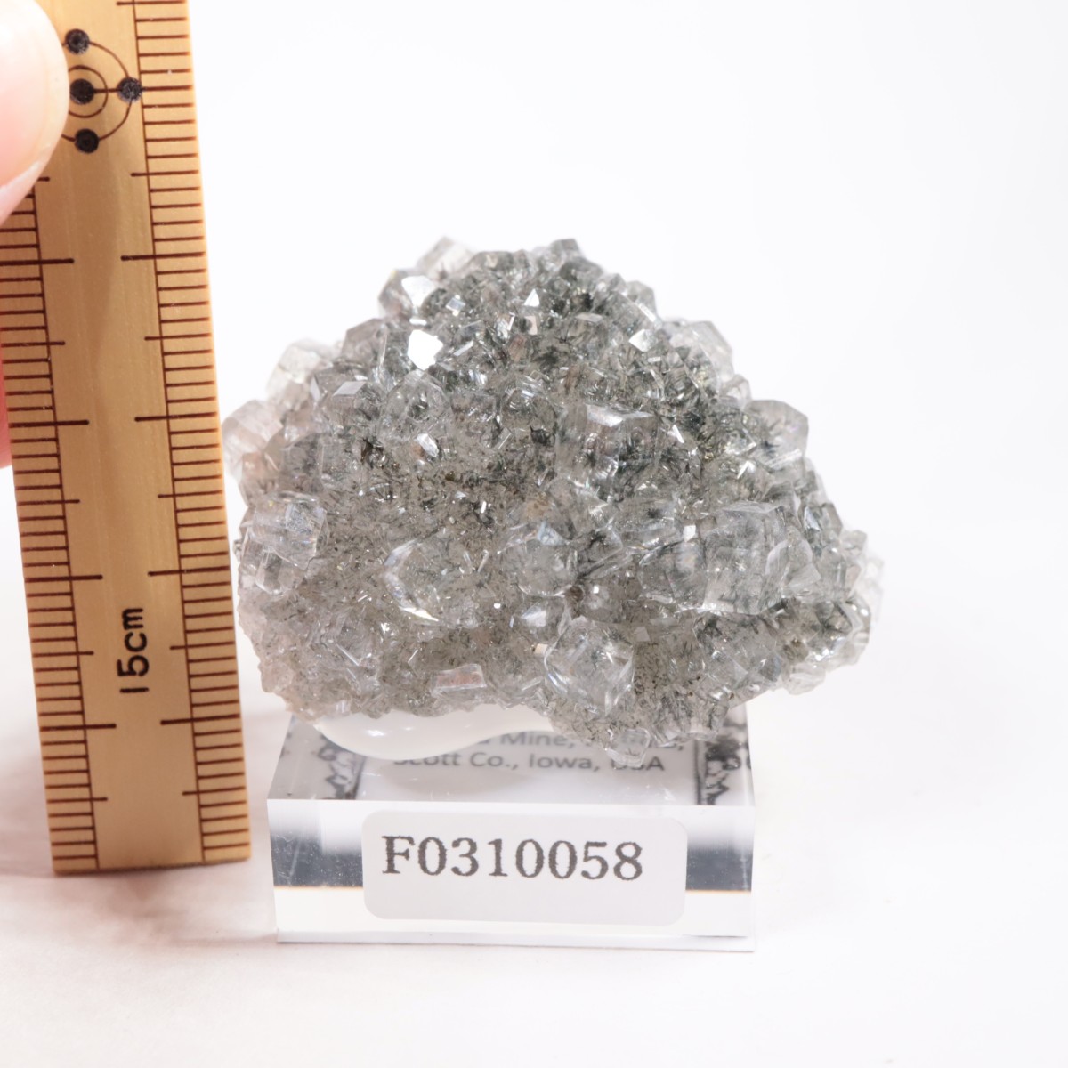 Linwood�ۻ� ���륵���ȡ��ޡ���������