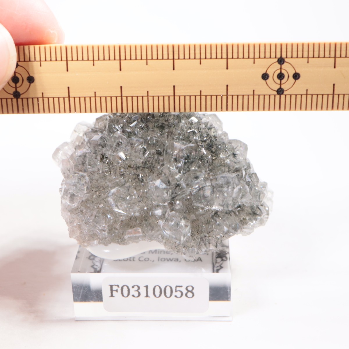 Linwood�ۻ� ���륵���ȡ��ޡ���������