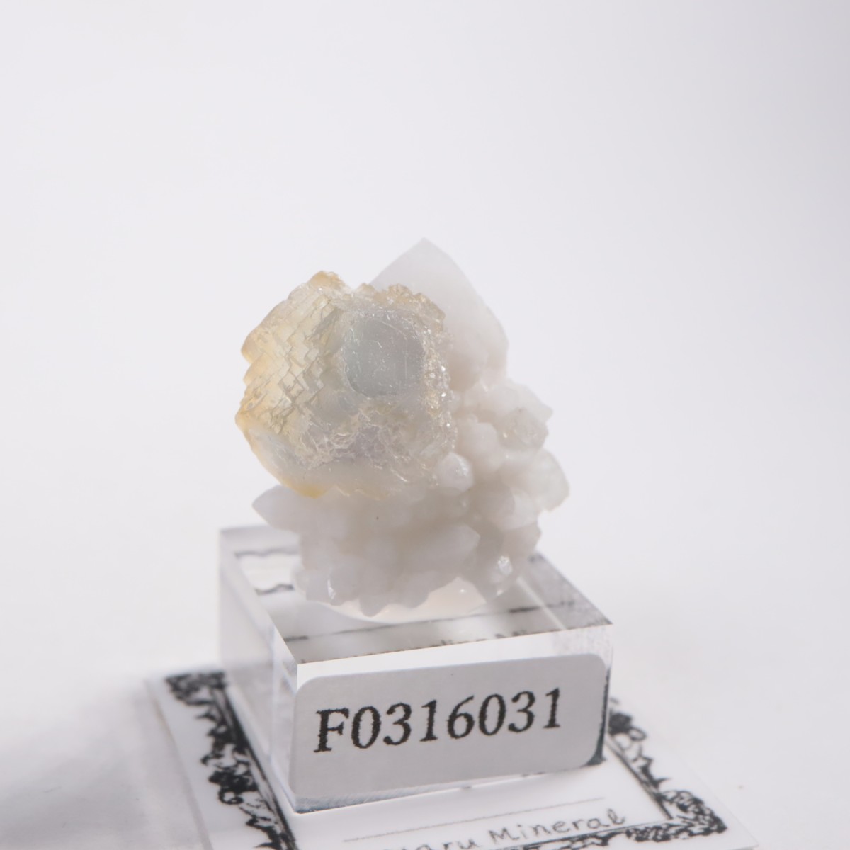 ���󥴥뻺 �ե����饤��