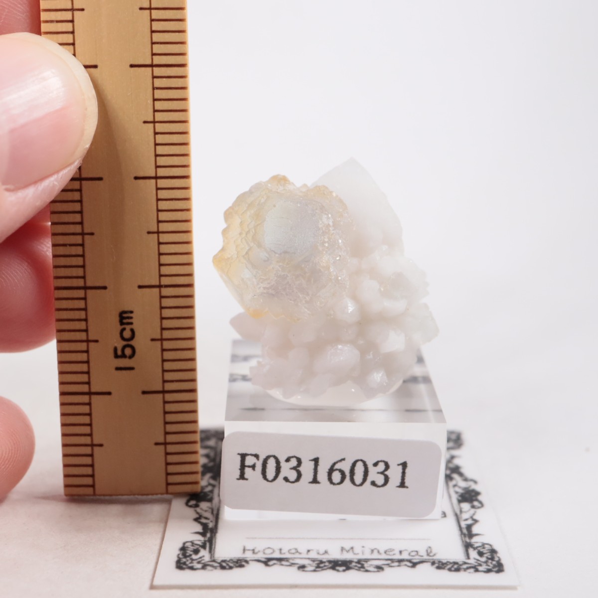 ���󥴥뻺 �ե����饤��