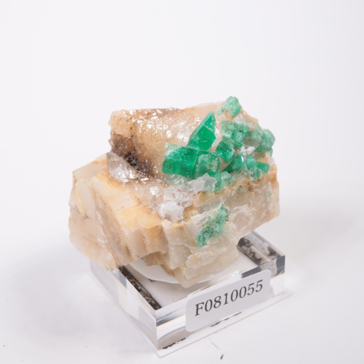 Muzo�ۻ� �������