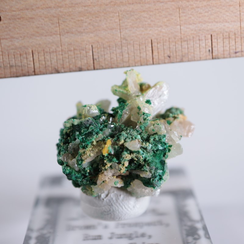 �������ȥ�ꥢ�����ޥ饫���ȡ����륵����