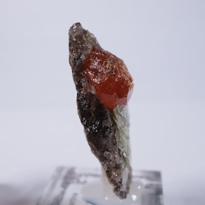 ���󥶥˥��������ڥ���ƥ��󥬡��ͥå�