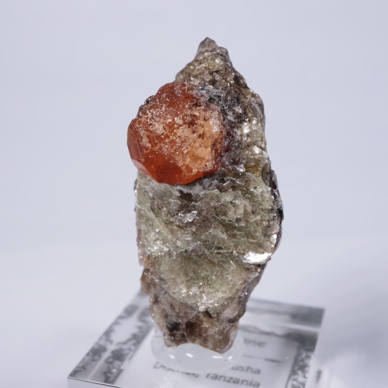 ���󥶥˥��������ڥ���ƥ��󥬡��ͥå�