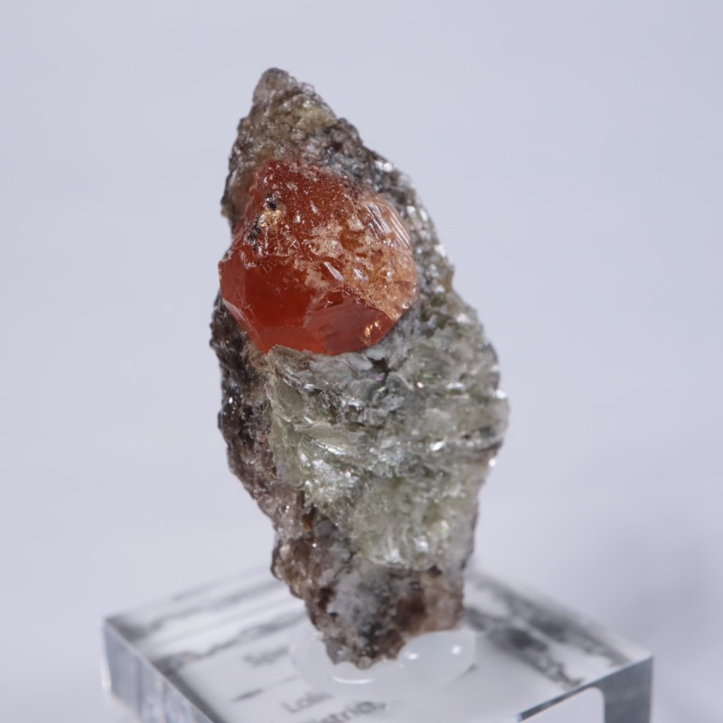 ���󥶥˥��������ڥ���ƥ��󥬡��ͥå�