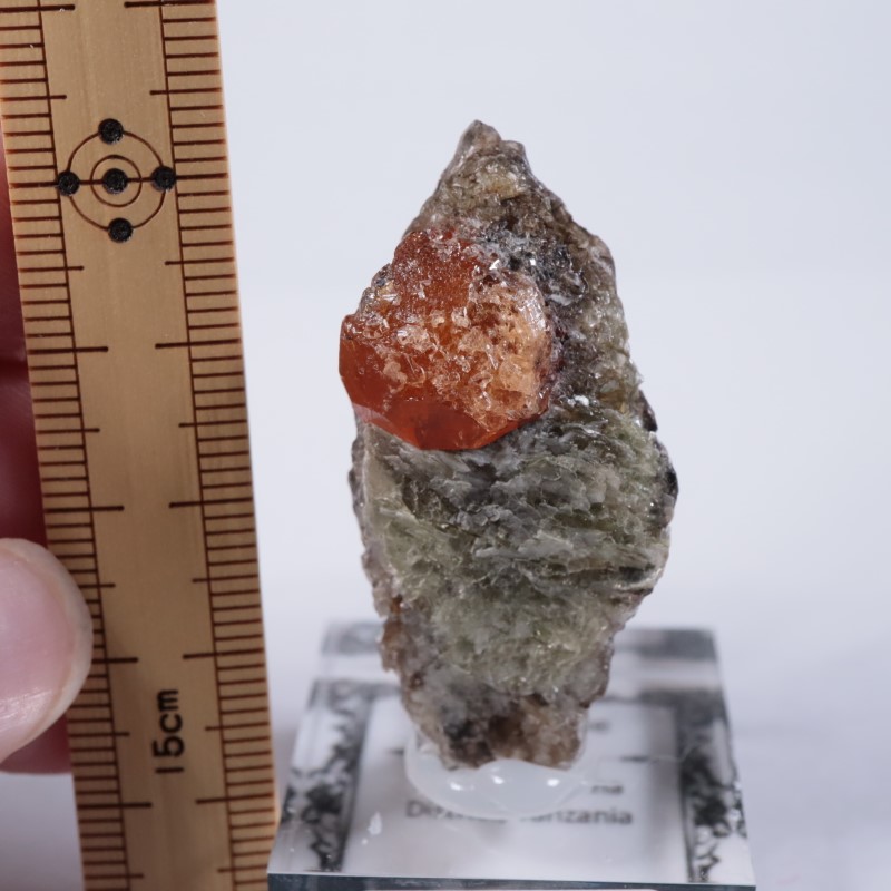 ���󥶥˥��������ڥ���ƥ��󥬡��ͥå�