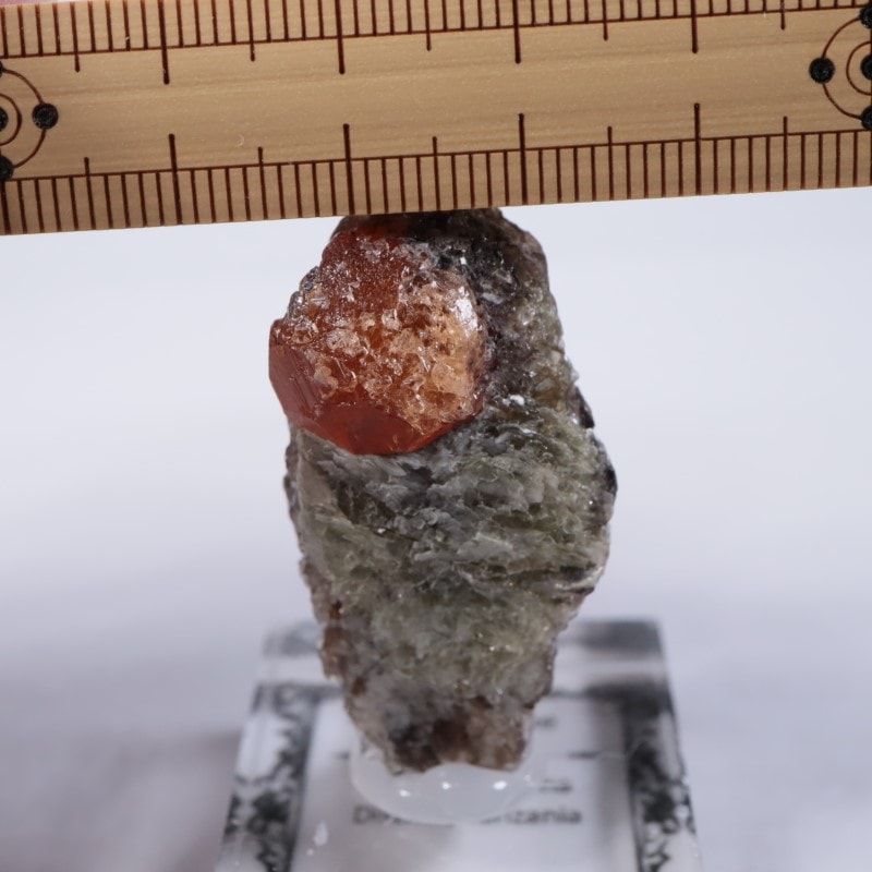 ���󥶥˥��������ڥ���ƥ��󥬡��ͥå�