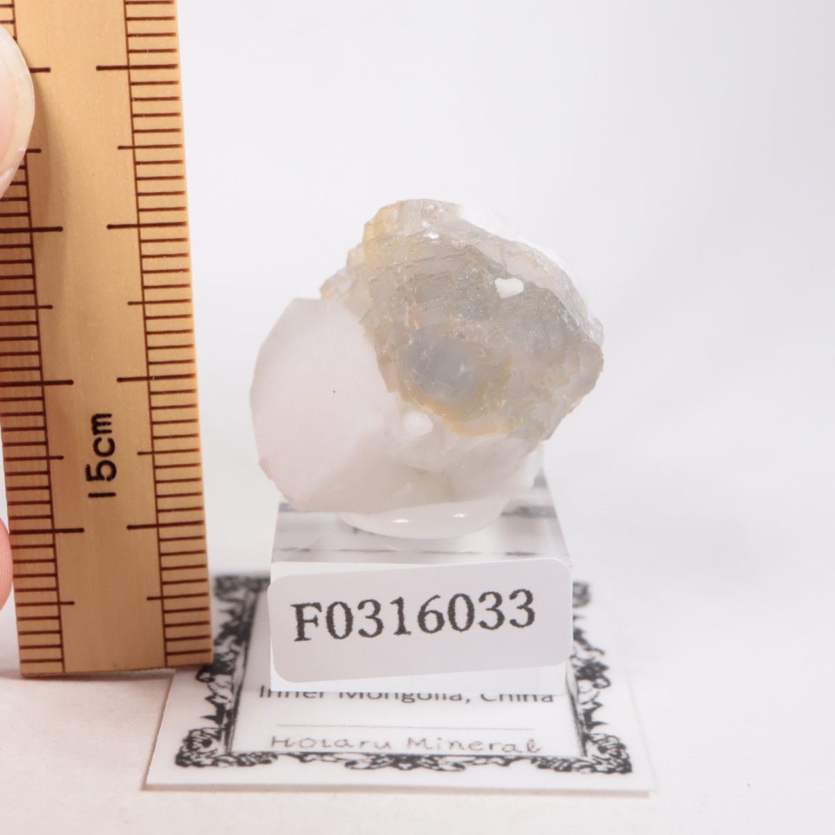 ���󥴥뻺 �ե����饤��