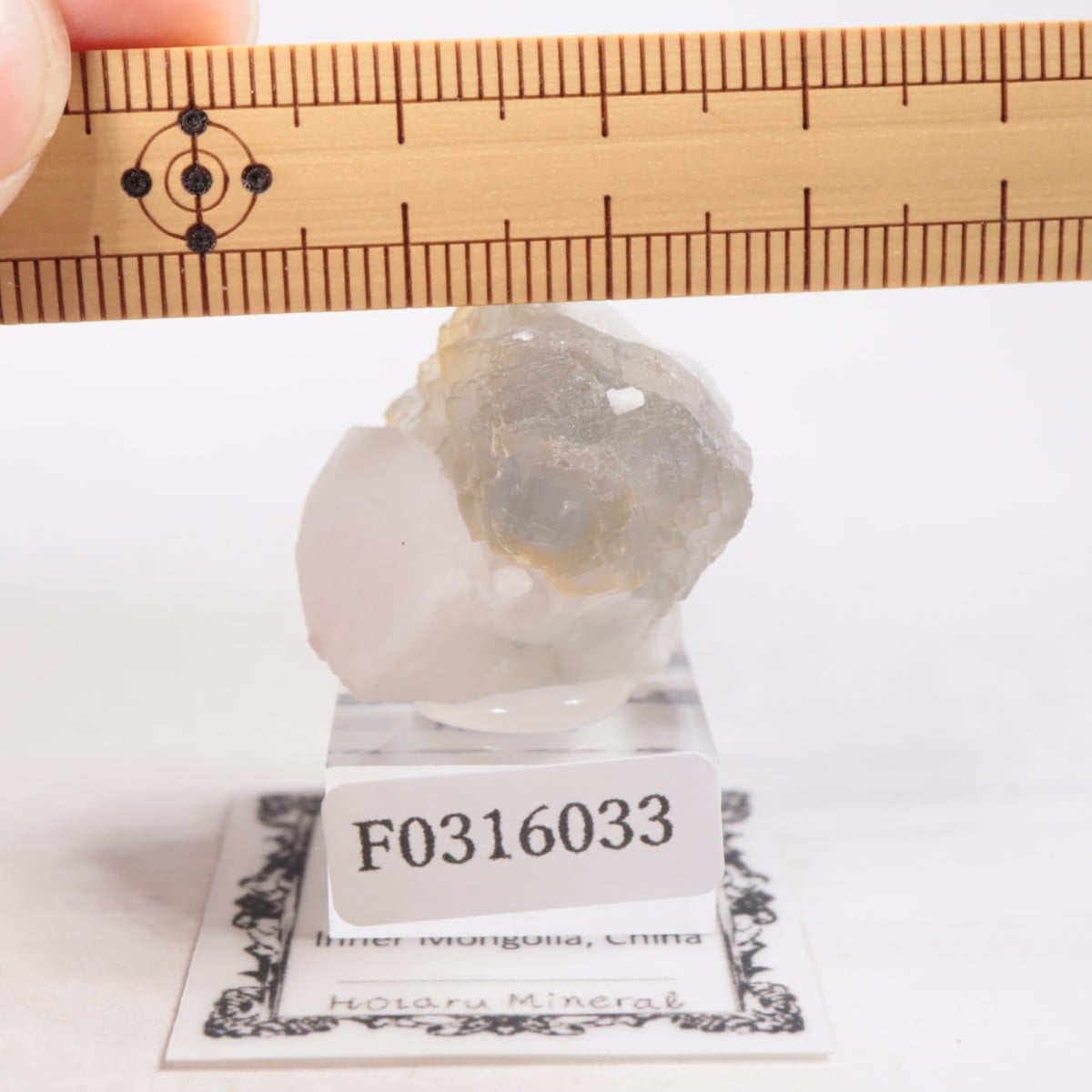 ���󥴥뻺 �ե����饤��