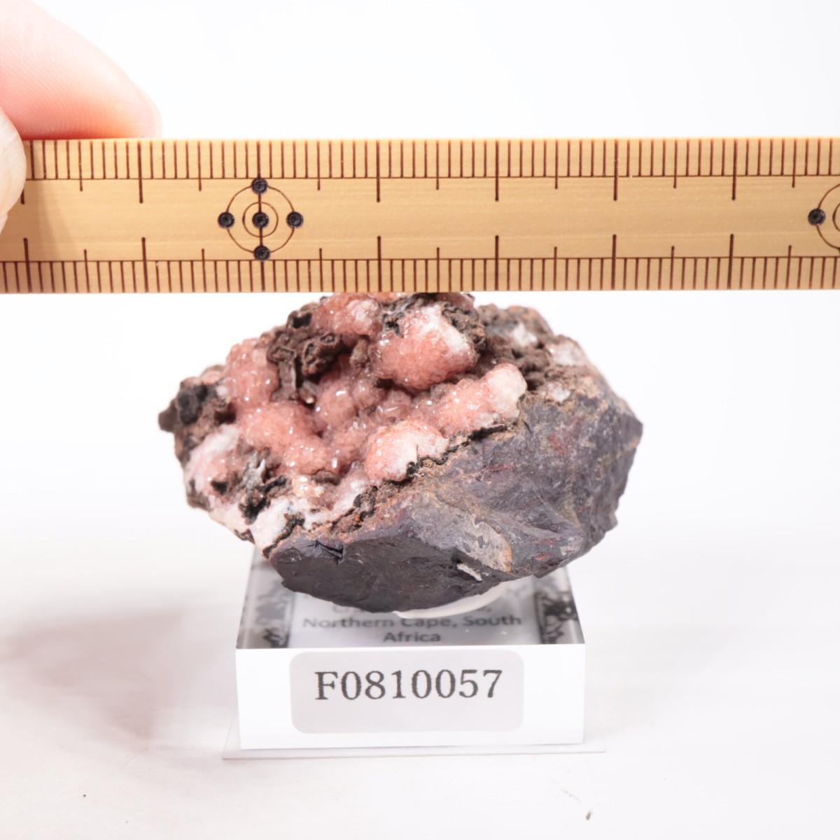 南アフリカ産 ロードクロサイト | 鉱物標本,ラ行,ロードクロサイト/菱