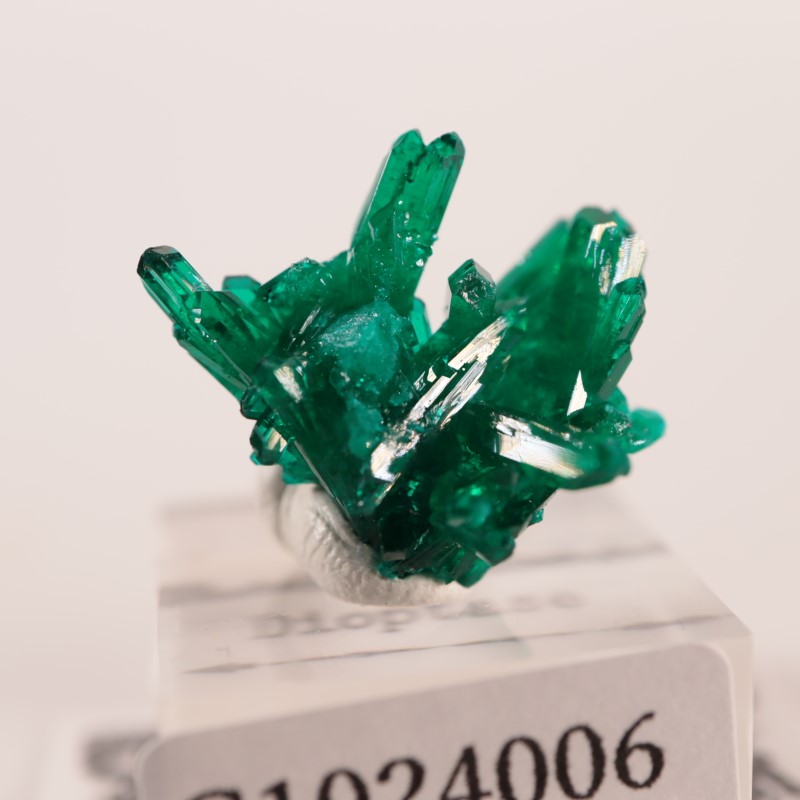 【53g】コンゴ産 ダイオプテーズ（翠銅鉱）鉱物標本 コンゴ産 ダイオプテーズ | 鉱物標本,タ行,ダイオプテーズ/翠