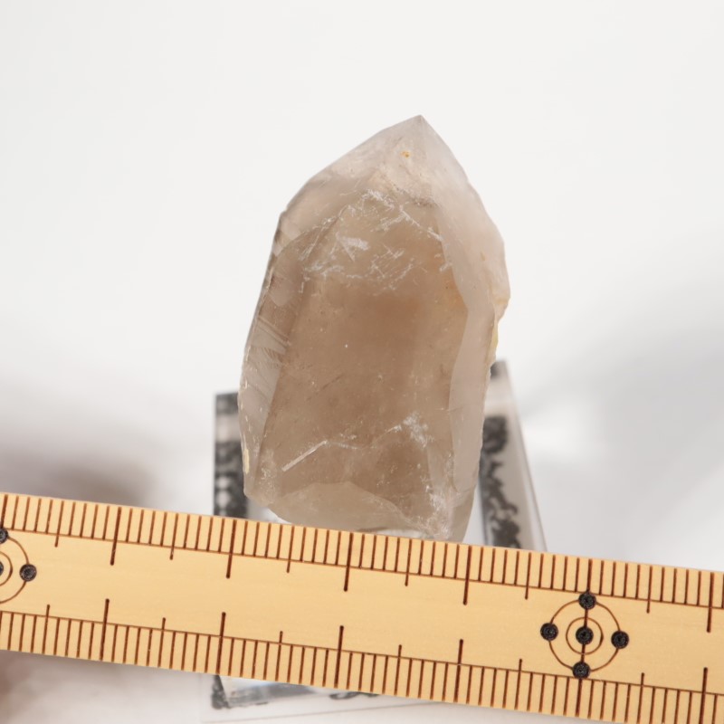 Maple Lode�ۻ�����徽