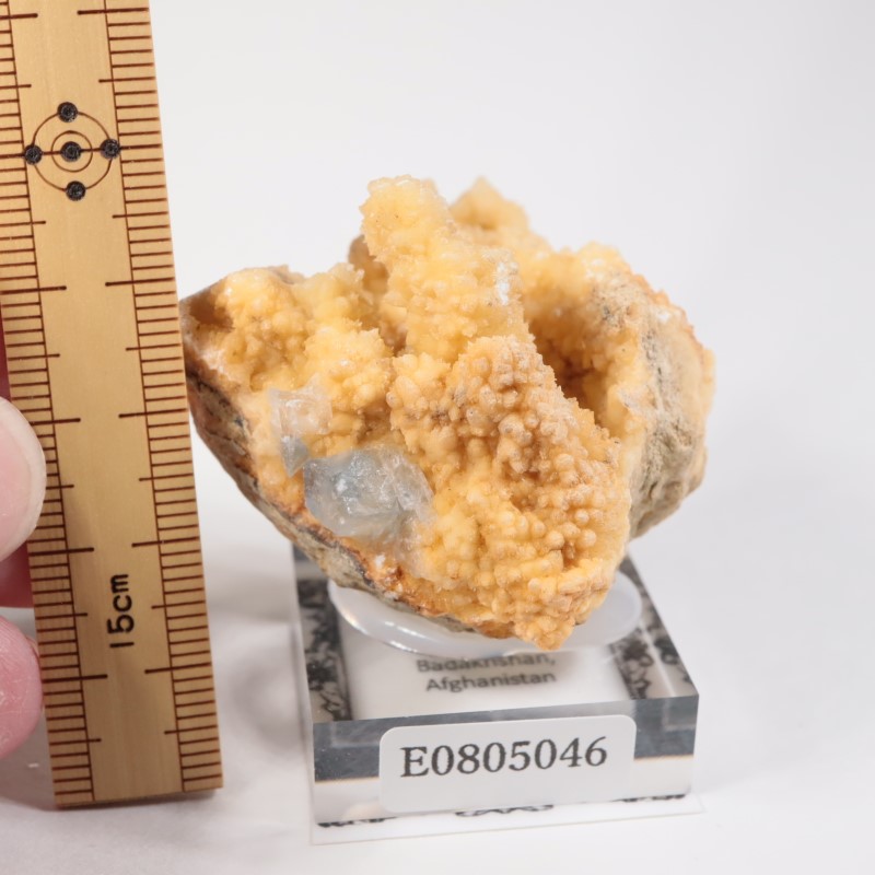 ���ե��˥����� ���쥹�ƥ���