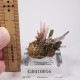 �ڥ롼�� ��åɥ�������