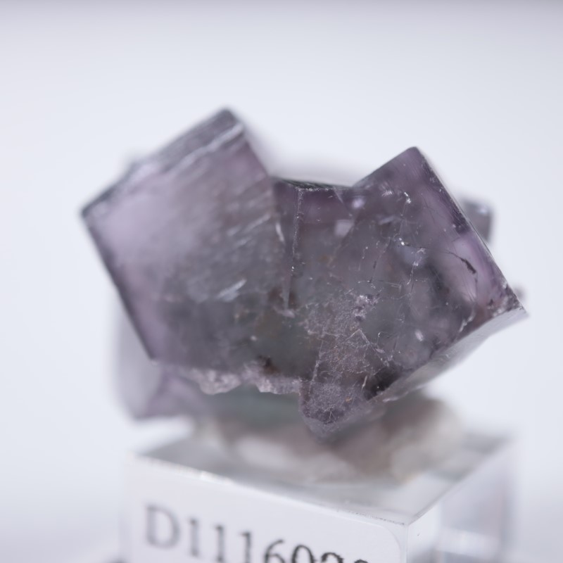 ��ǥ����ʥ٥�ۻ����ե����饤��