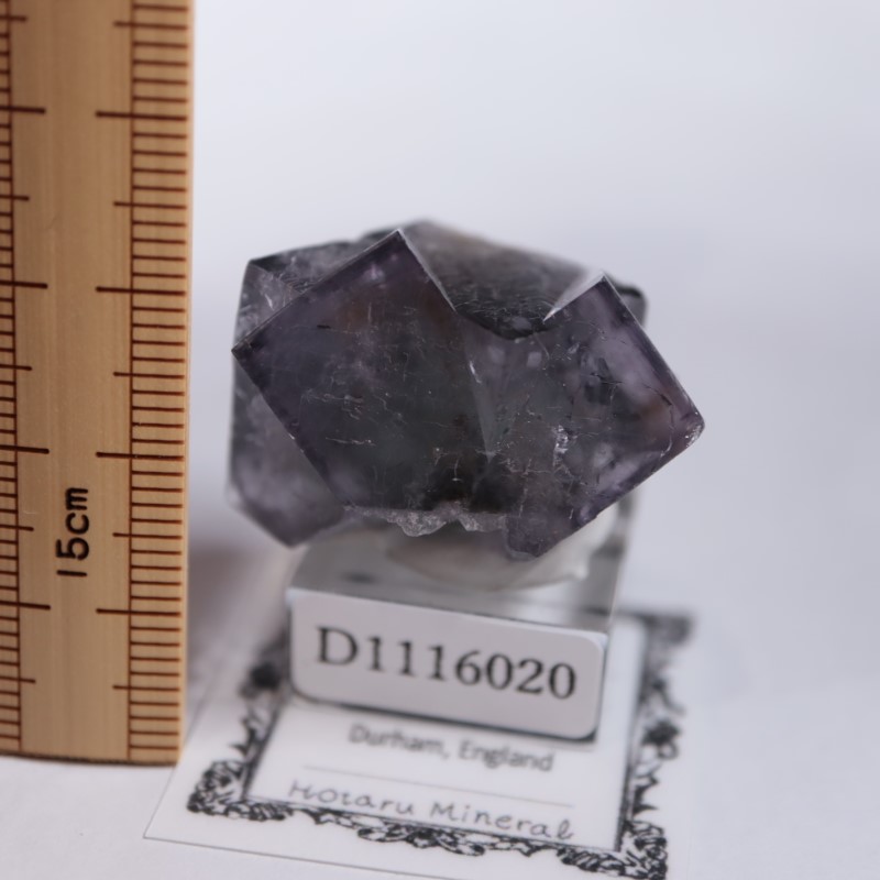 ��ǥ����ʥ٥�ۻ����ե����饤��