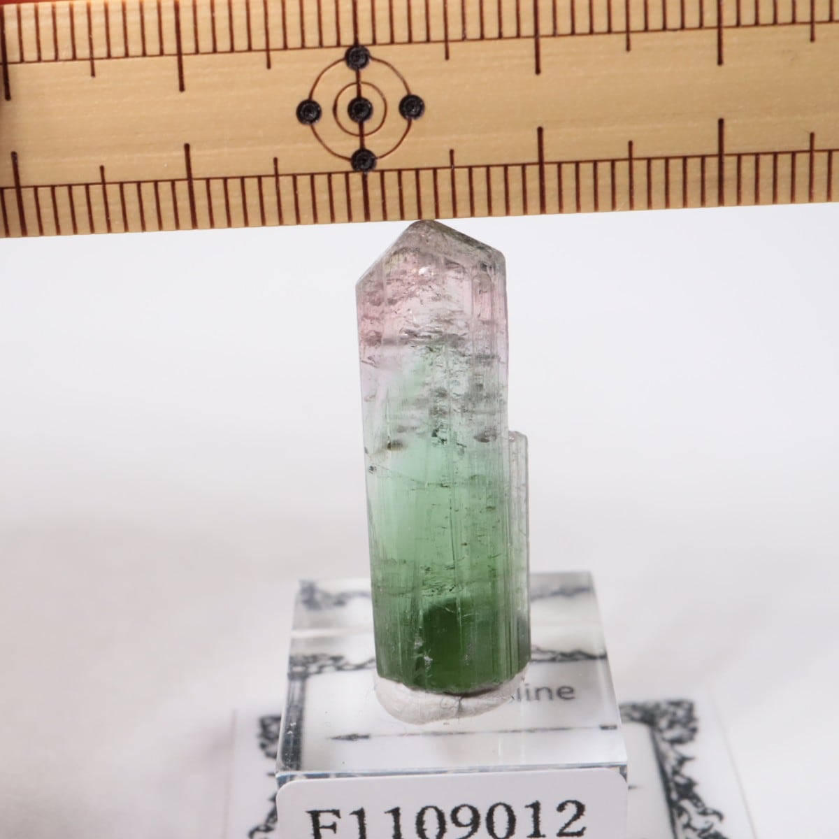 Cruzeiro�ۻ� �ȥ�ޥ��