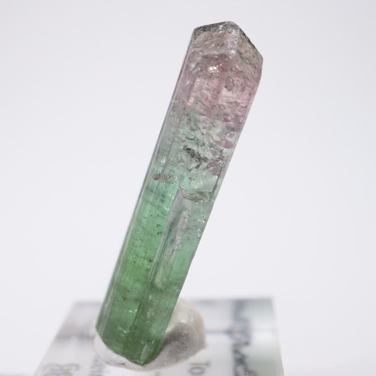 Cruzeiro�ۻ� �ȥ�ޥ��