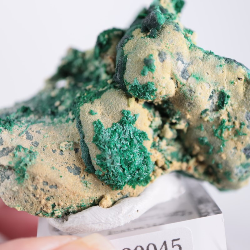 �������ȥ�ꥢ�����ޥ饫����