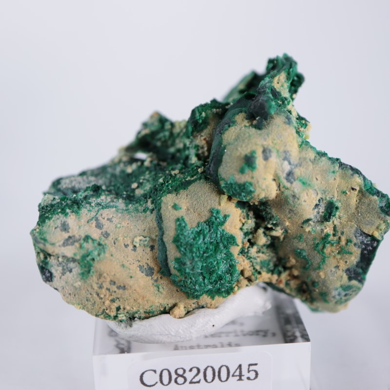 �������ȥ�ꥢ�����ޥ饫����