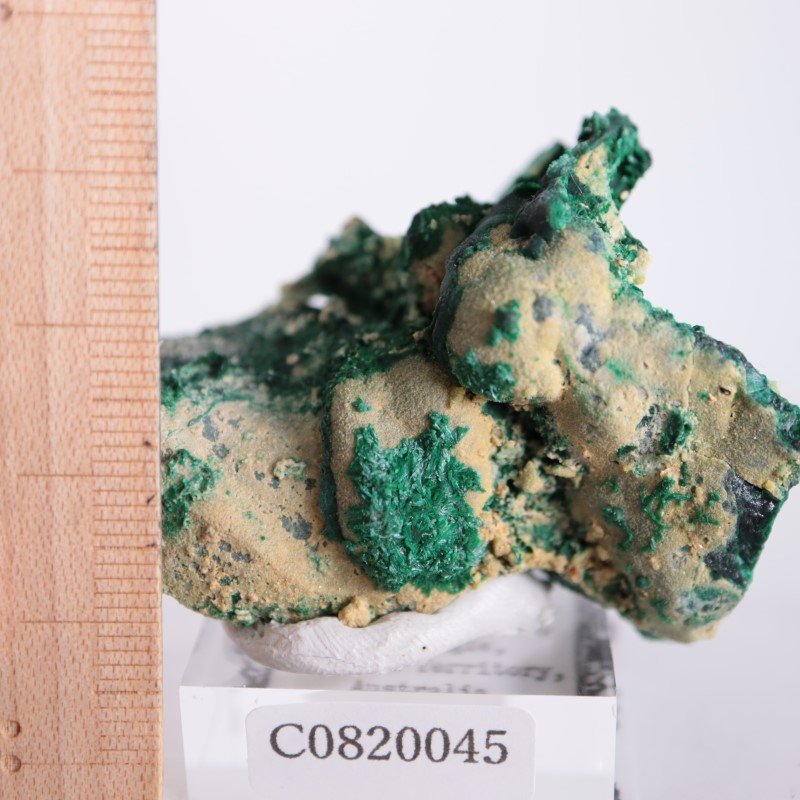 �������ȥ�ꥢ�����ޥ饫����