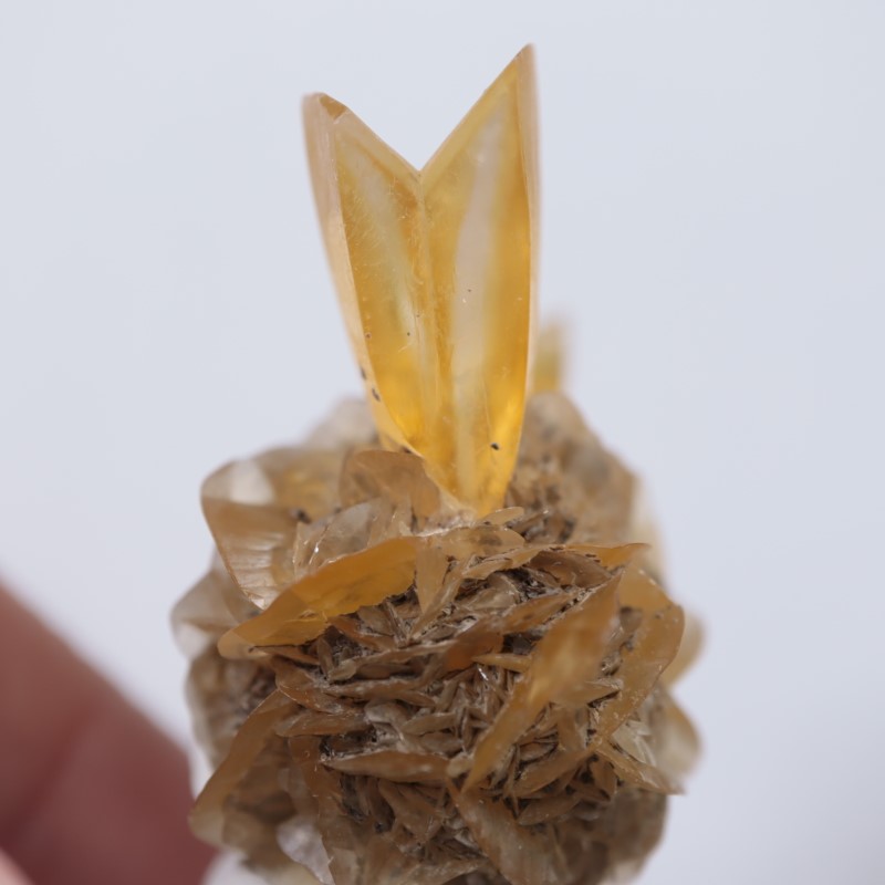 ���ʥ��������ץ���