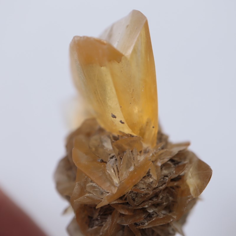 ���ʥ��������ץ���