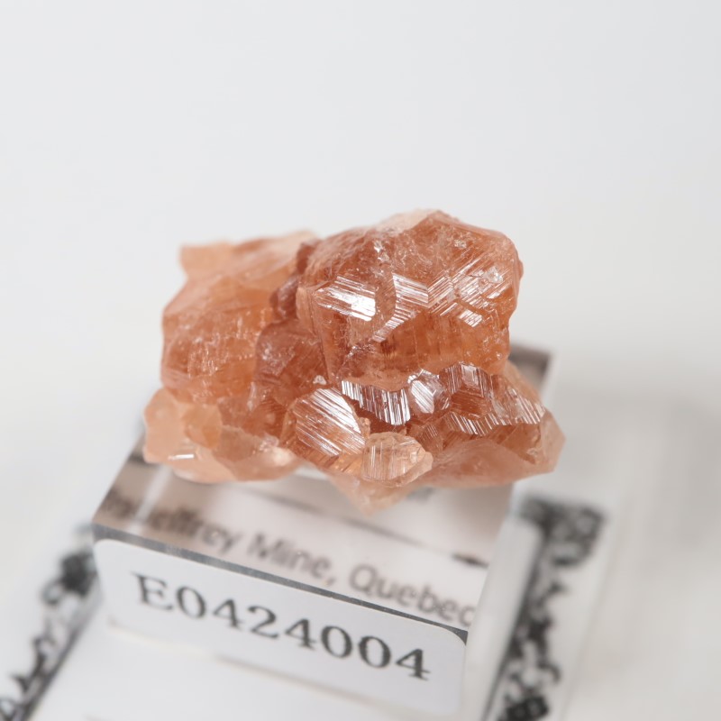 �����ե꡼�ۻ��������ͥå�