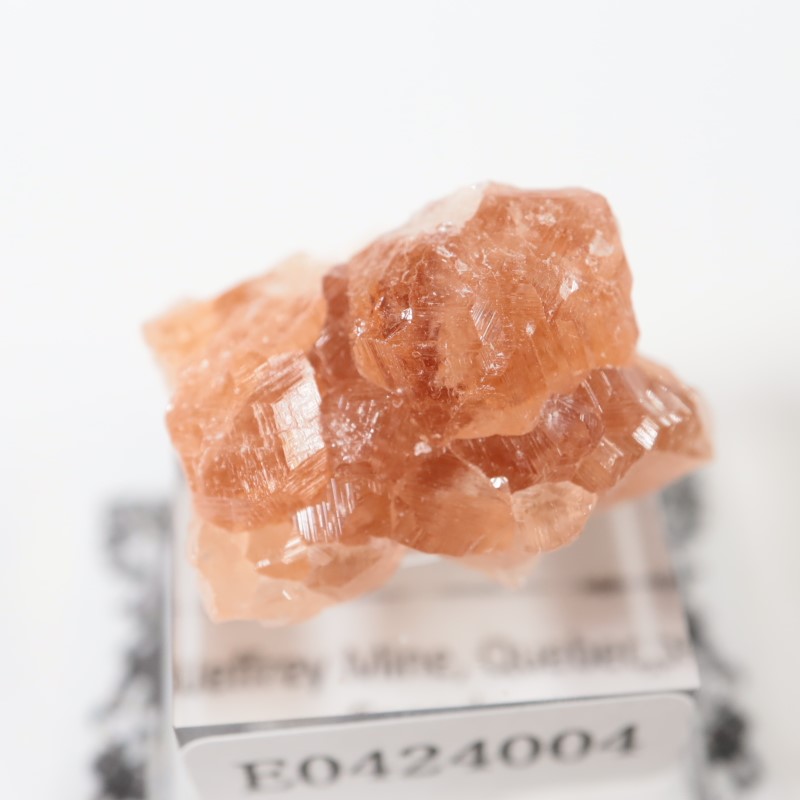 �����ե꡼�ۻ��������ͥå�