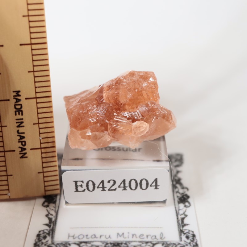 �����ե꡼�ۻ��������ͥå�