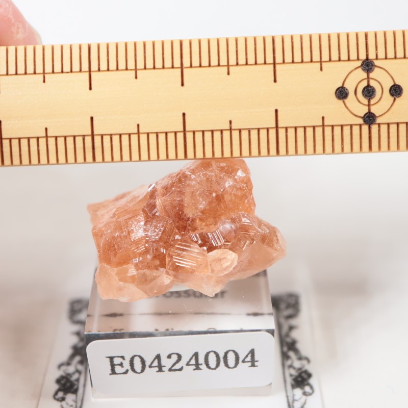 �����ե꡼�ۻ��������ͥå�