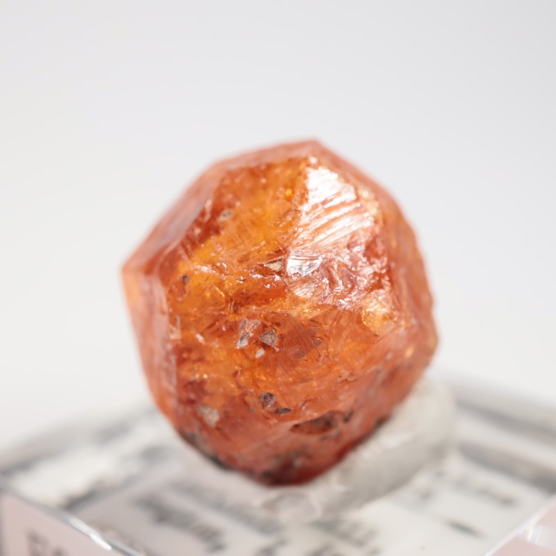 ���󥶥˥��������ڥ���ƥ��󥬡��ͥå�