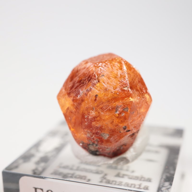 ���󥶥˥��������ڥ���ƥ��󥬡��ͥå�