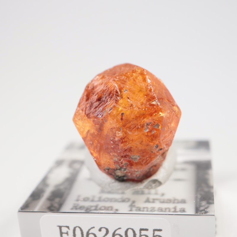 ���󥶥˥��������ڥ���ƥ��󥬡��ͥå�