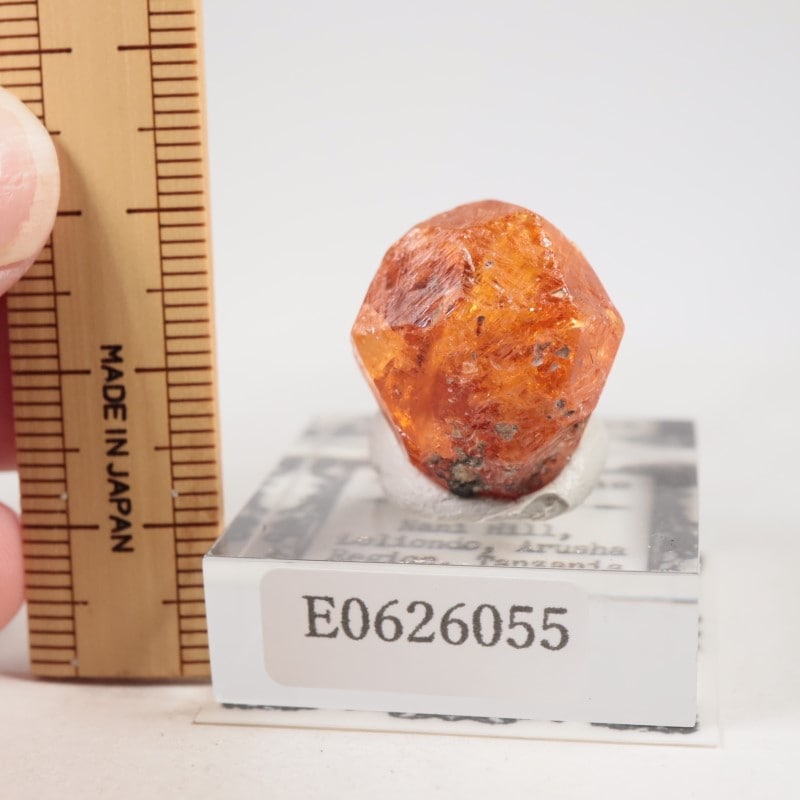 ���󥶥˥��������ڥ���ƥ��󥬡��ͥå�