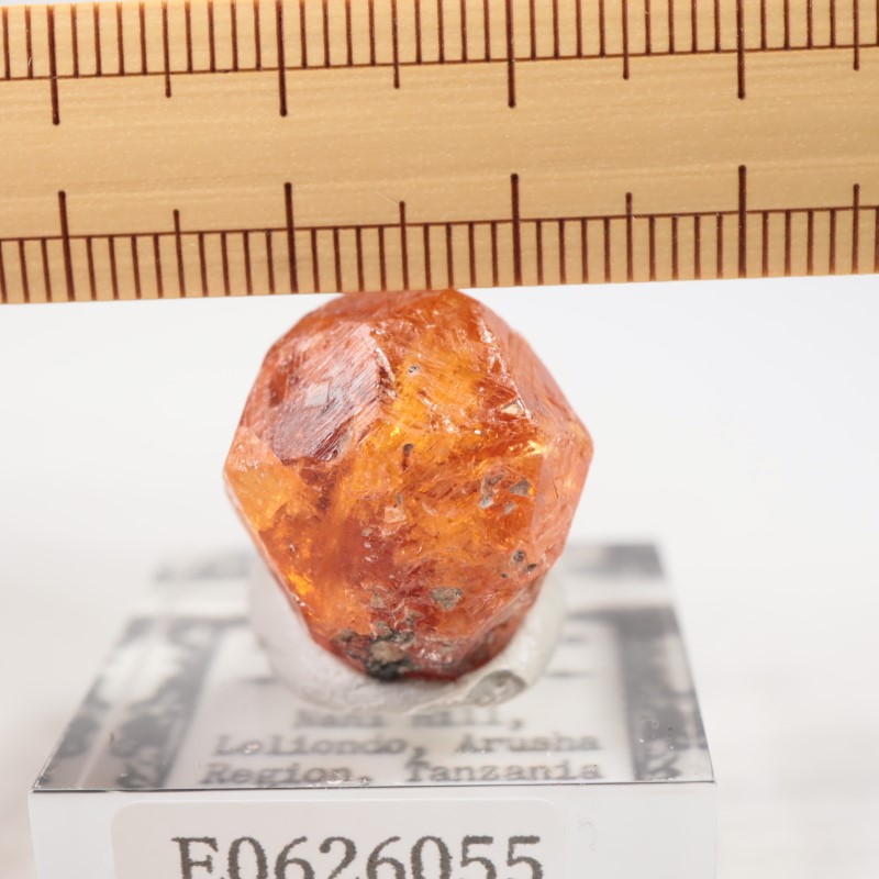 ���󥶥˥��������ڥ���ƥ��󥬡��ͥå�