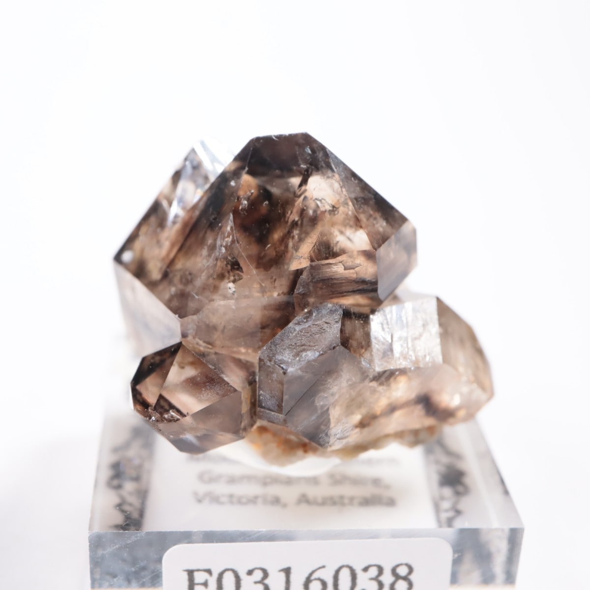 �������ȥ�ꥢ�� ����徽