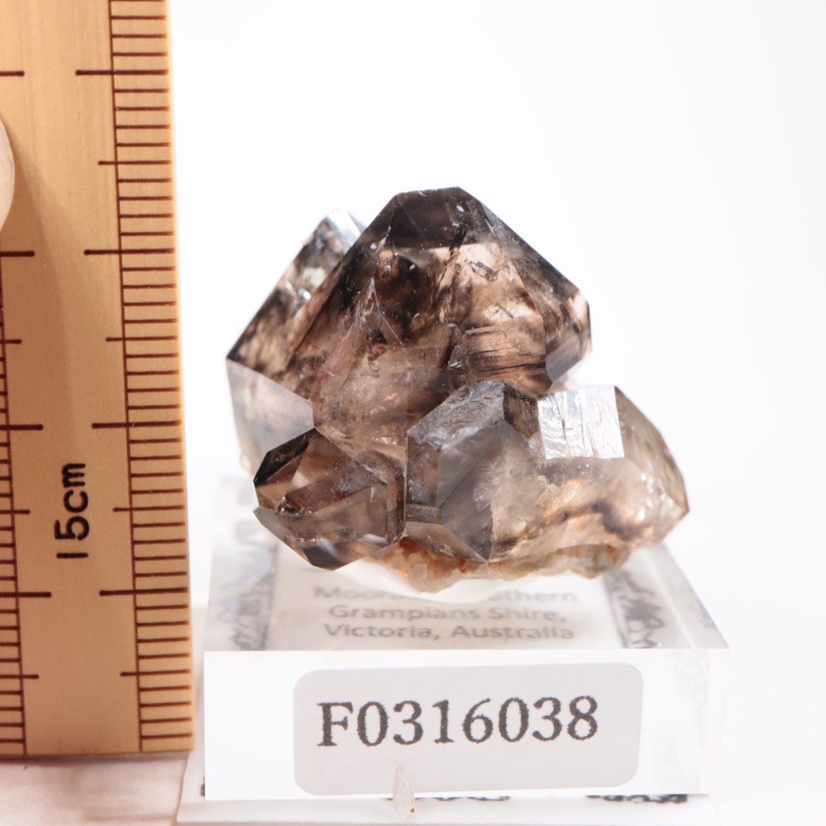 �������ȥ�ꥢ�� ����徽