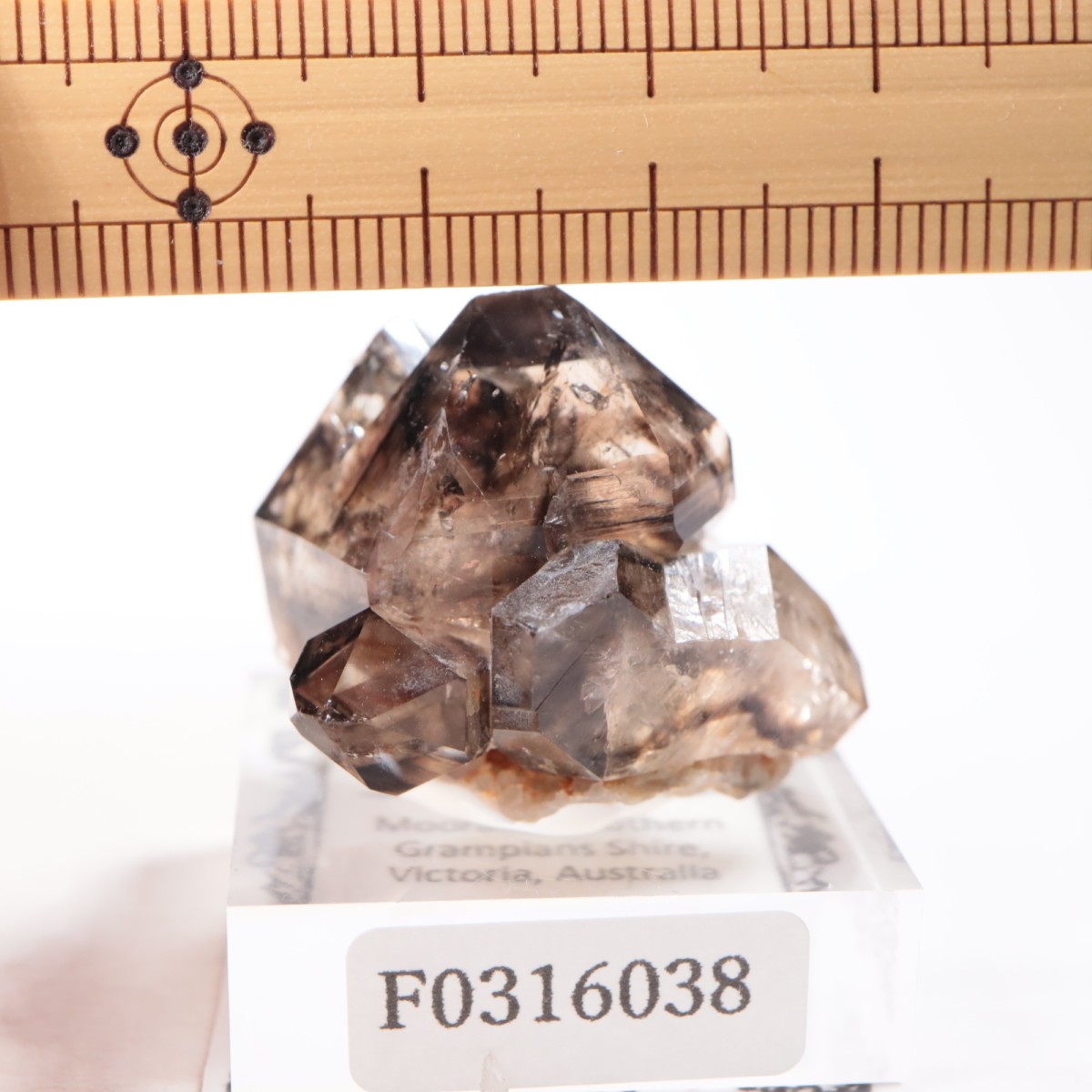 �������ȥ�ꥢ�� ����徽