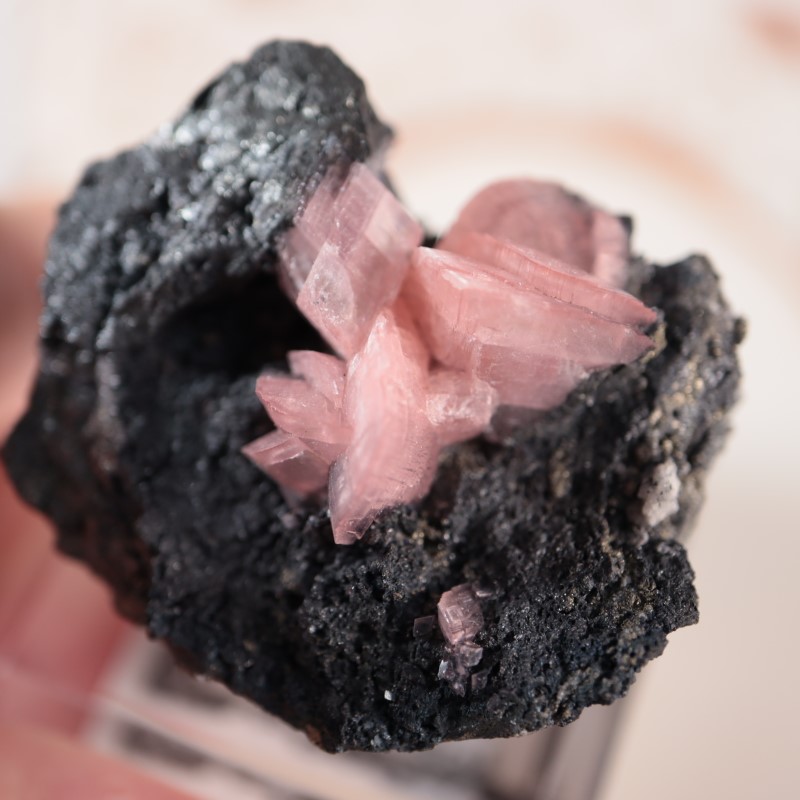 �ĥ�ֹۻ������Х�ȥ��ߥ��ʥ���