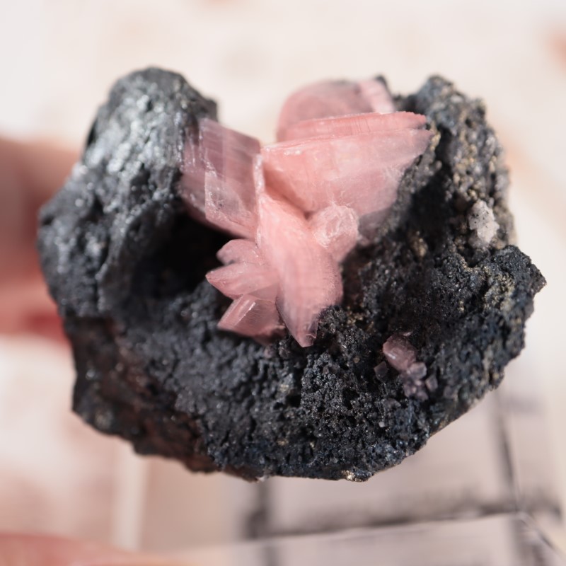 �ĥ�ֹۻ������Х�ȥ��ߥ��ʥ���