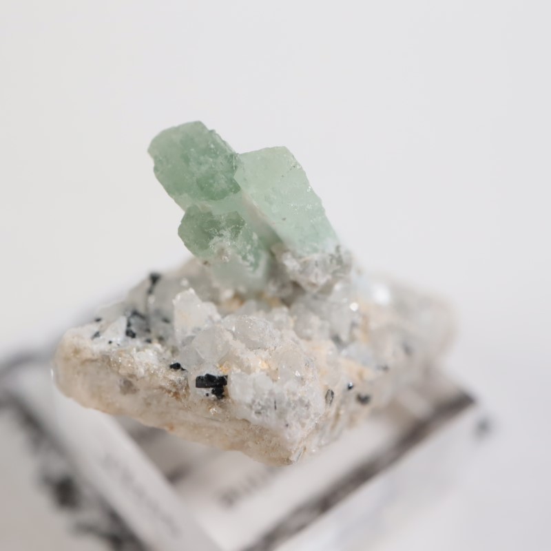 �����󥴹ۻ��� �������ޥ��