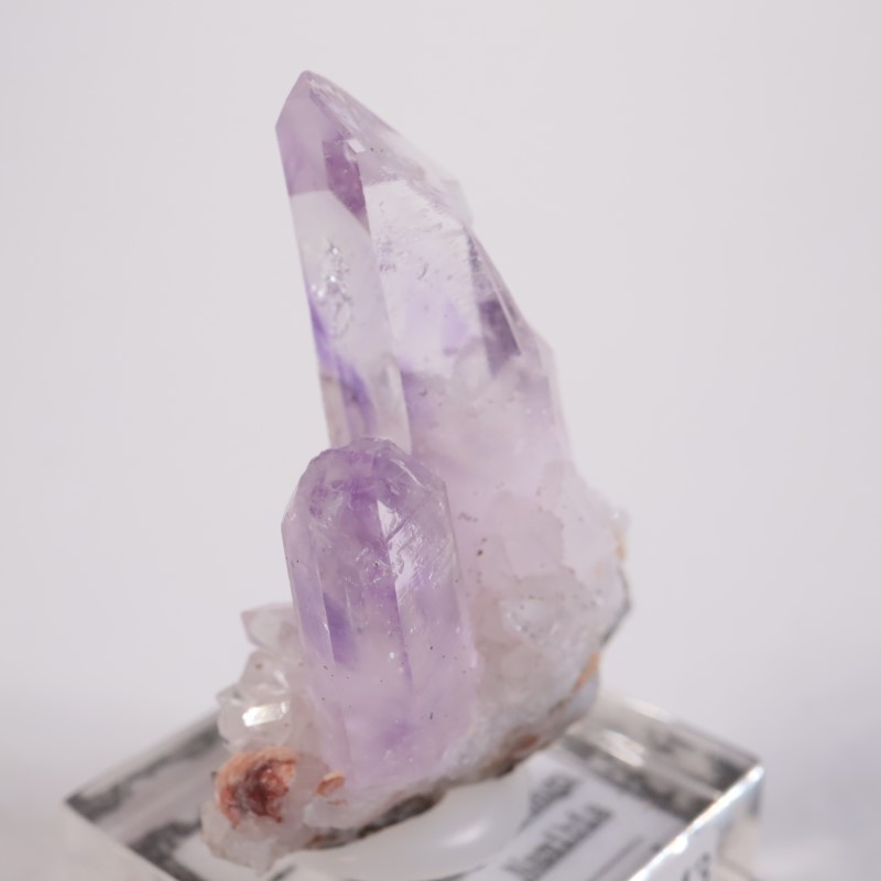 �֥��ɥС������������ꥢ�᥷����