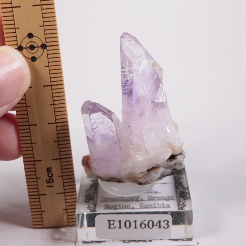 �֥��ɥС������������ꥢ�᥷����