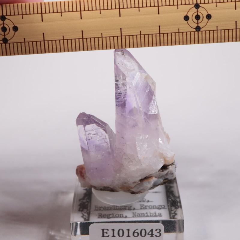 �֥��ɥС������������ꥢ�᥷����