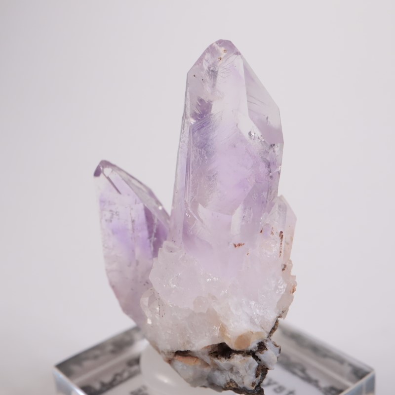 �֥��ɥС������������ꥢ�᥷����