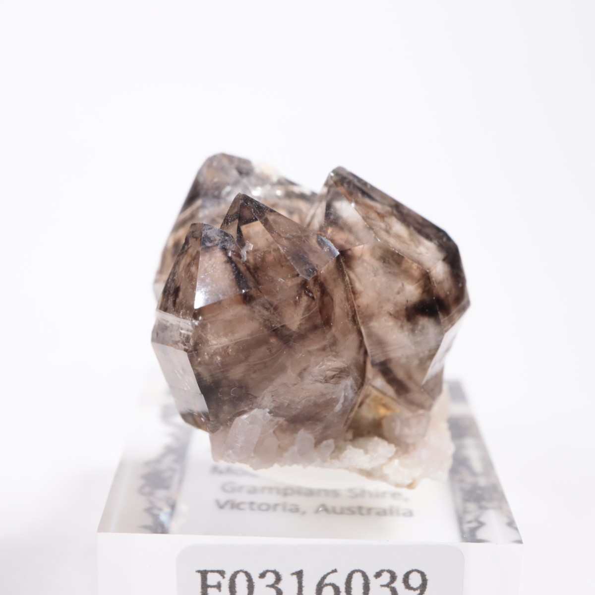 �������ȥ�ꥢ�� ����徽