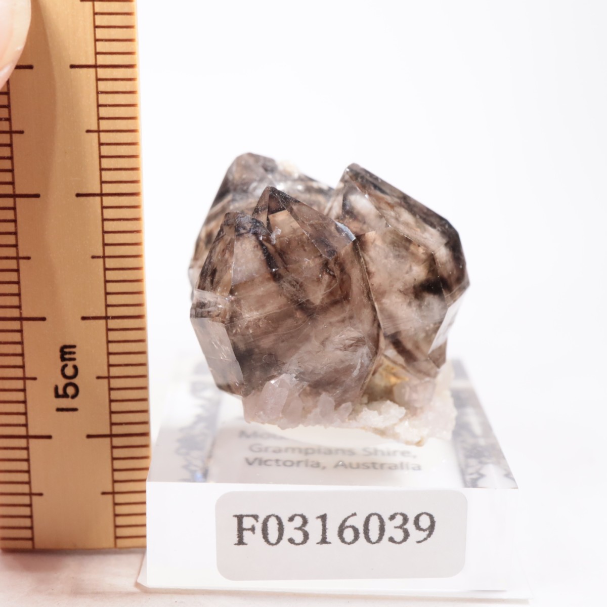 �������ȥ�ꥢ�� ����徽