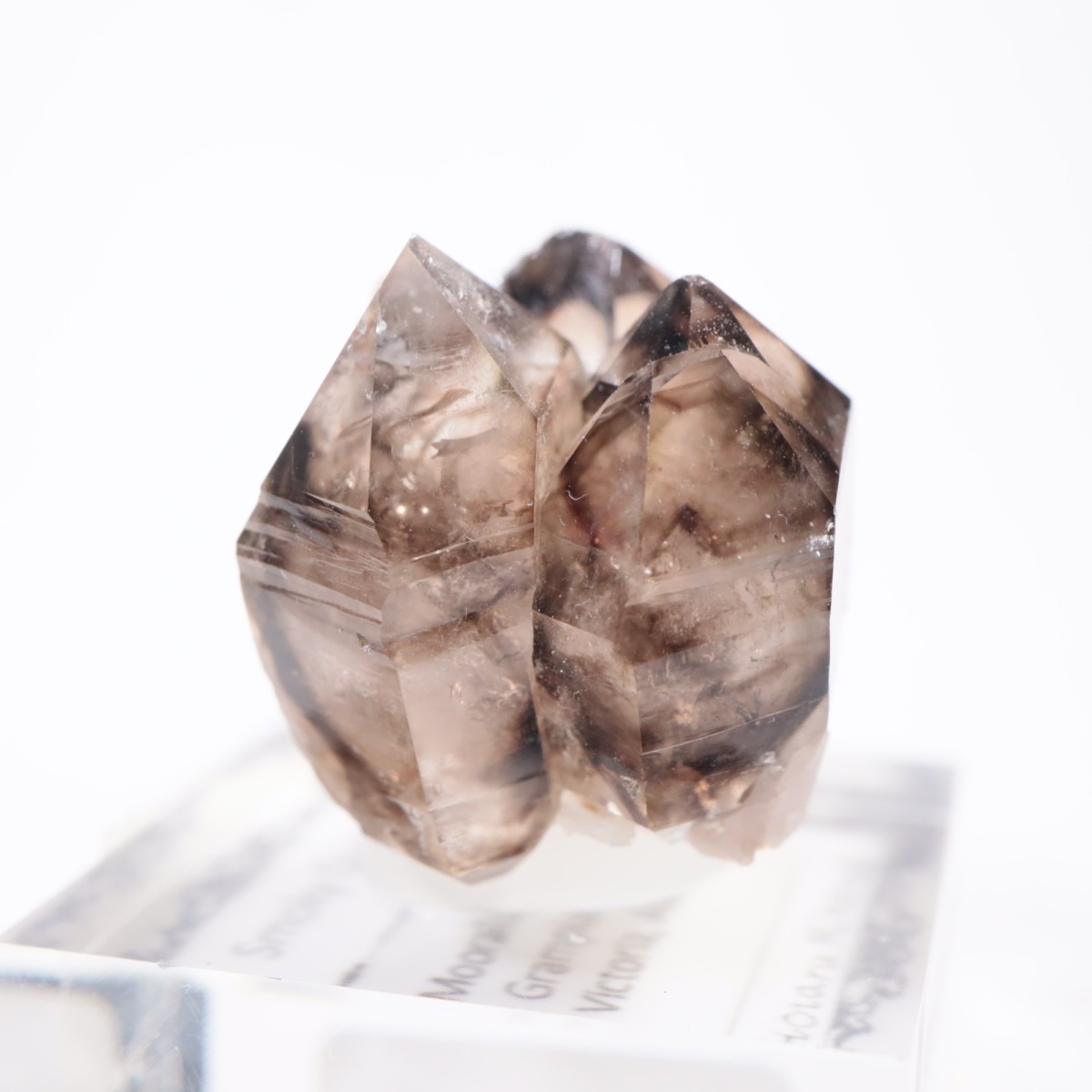 �������ȥ�ꥢ�� ����徽