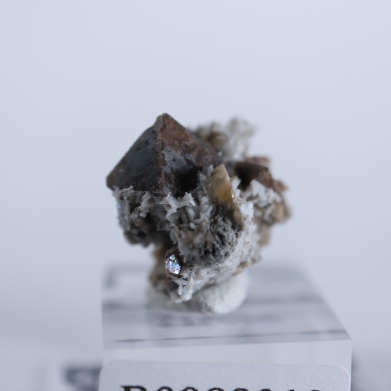 ���ʥ��������륳��